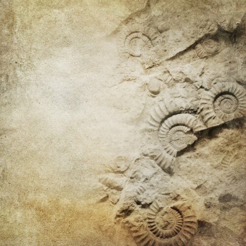 Crédence Douche Ammonite en 3D