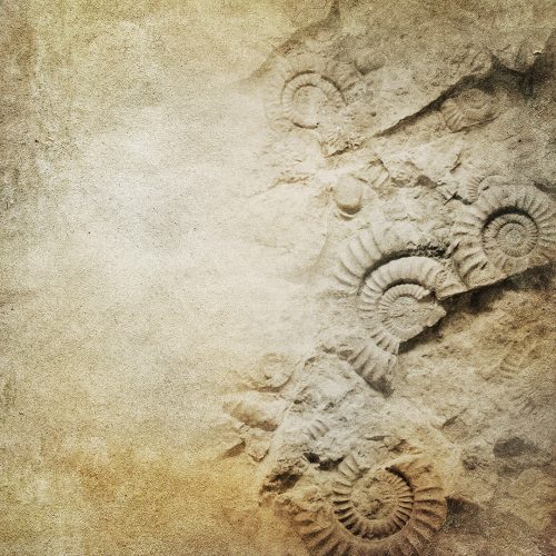 Ammonite-2.jpg