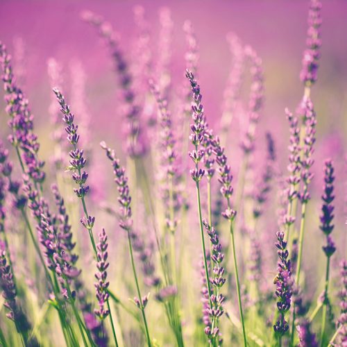 Provence-1.jpg