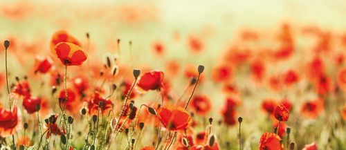 fleurs-des-champs-1.jpg