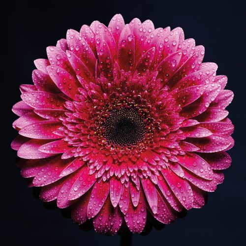 herbera-1.jpg